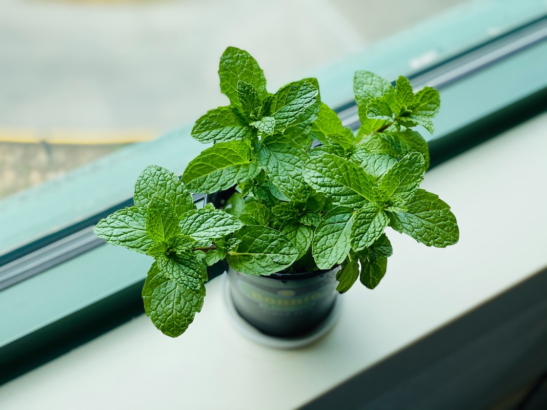 potted mint