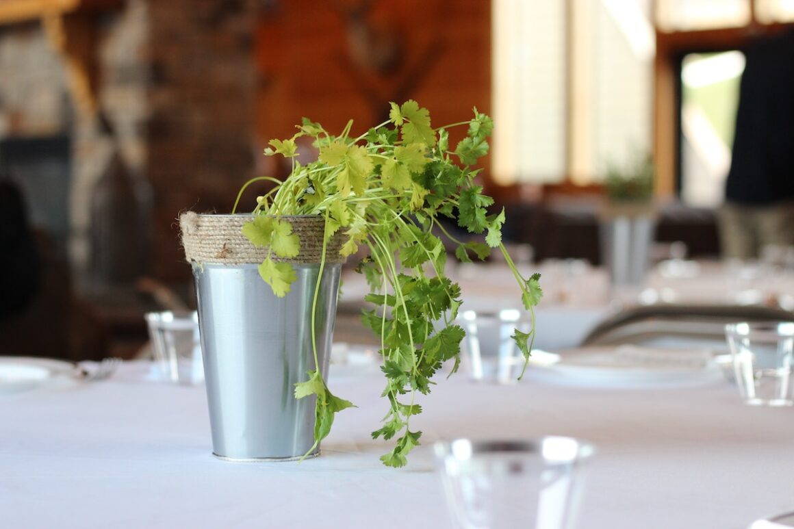 potted cilantro