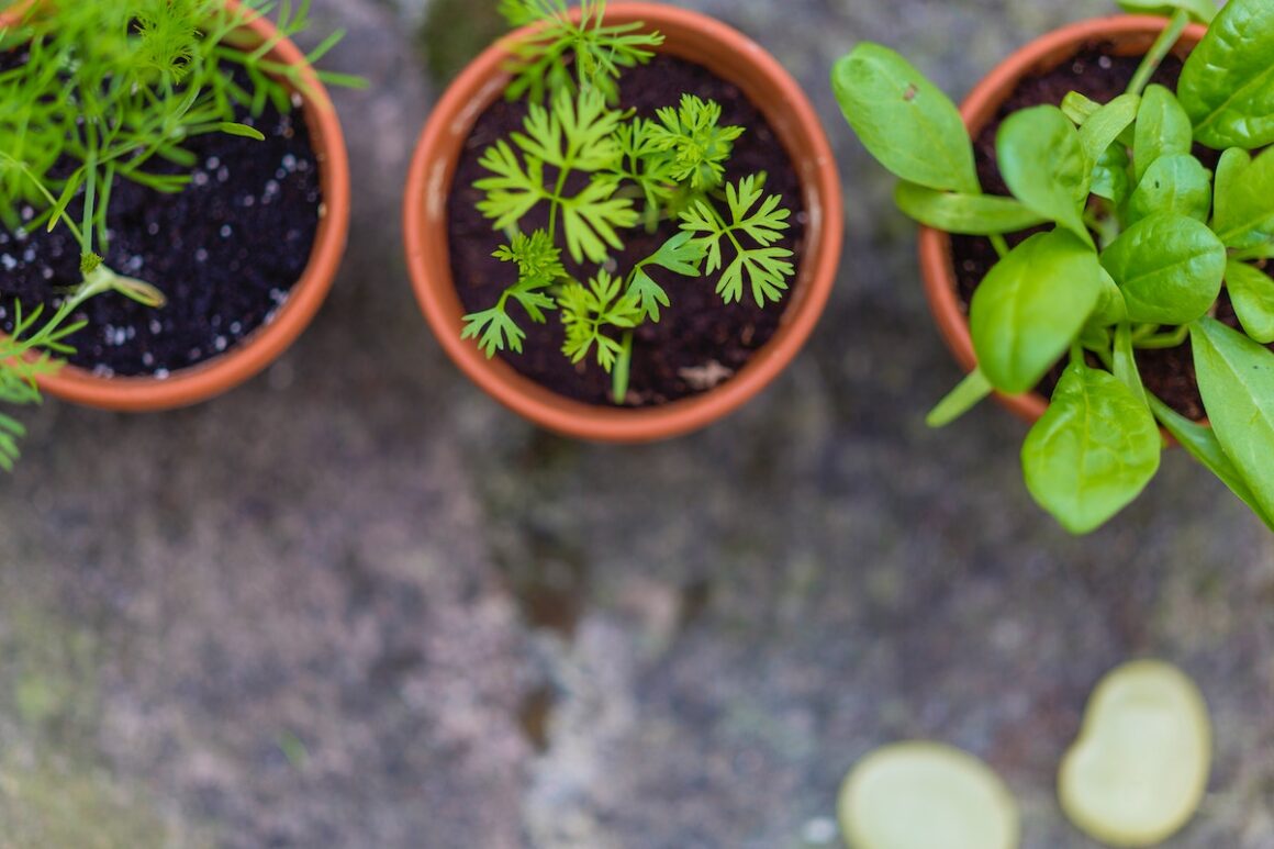 herbs in pots