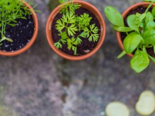 herbs in pots