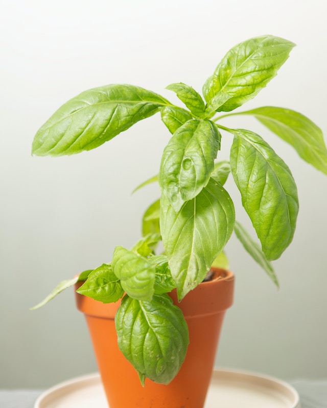 potted basil