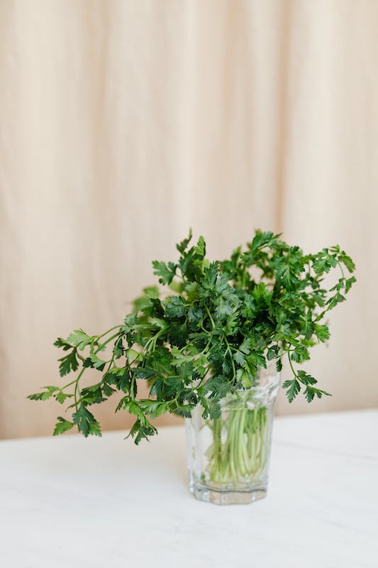 potted parsley