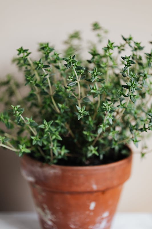 potted thyme