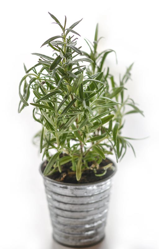 potted rosemary